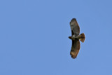 Madagascar buzzard - (Buteo brachyptersus)