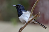 Madagascar magpie-robin - (Copsychus albospecularis)
