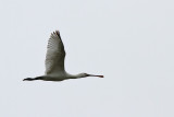 Skedstork - Spoonbill (Platalea leucorodia)