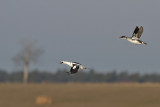 Salskrake - Smew (Mergus albellus)