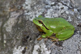 Lvgroda - European tree frog (Hyla arborea)