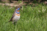 Blhake - Bluethroat (Luscinia svecica)