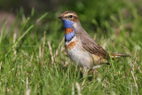 Blhake - Bluethroat (Luscinia svecica)