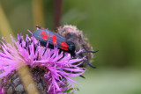 Sexflckig bastardsvrmare - Six-spot Burnet (Zygaena filipenduae) 