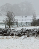 Week 6 Snow_20120205_0176_ed3.jpg