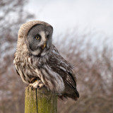 Week 9 Great_Grey_Owl_223_47078_S1000.jpg