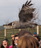 Week 9 Great_Grey_Owl_223_47100_ed2.jpg