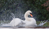 Week 13 Mute_Swan_Splashing_227_47498.jpg