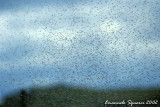 Myvatn means lake of flies