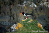 Oystercatcher (Haematopus ostralegus)