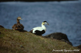 Eider ducks (Somateria mollissima)