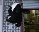<B>Cows Head</B> <BR><FONT SIZE=2>Kairouan, Tunisia - November 2008</FONT>