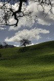 <B>Spring Green</B> <BR><FONT SIZE=2>Sonoma Country, California - March 2009</FONT>
