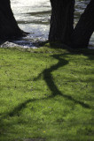 <B>Tree Shadow</B> <BR><FONT SIZE=2>Sonoma Country, California - March 2009</FONT>