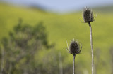 <B>Weeds</B> <BR><FONT SIZE=2>Sonoma Country, California - March 2009</FONT>