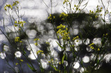 <B>Yellow and Sparkles</B> <BR><FONT SIZE=2>Sonoma Country, California - March 2009</FONT>
