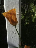 <B>Poppy</B> <BR><FONT SIZE=2>San Francisco and Petaluma, California 2011</FONT>