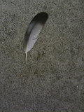Feather San Francisco and Petaluma, California 2011