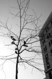 <B>Shoe Tree</B> <BR><FONT SIZE=2>New York City - March 2009</FONT>