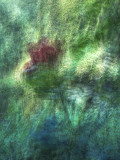 GALLERY:: Visual Adventures In Monet's Garden - Giverny, France - June 2012