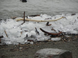 DSCN7991.JPG