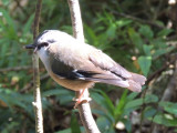 Grey-headed Robin