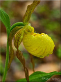 Cypripedium parviflorum 