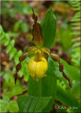 Cypripedium parviflorum