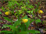 Searching for Lady's Slippers