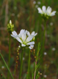 Dionaea muscipula