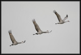 Cranes flying