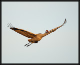 Crane flyby