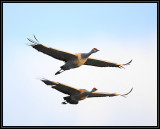 Crane flyby