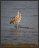 Sandhill cranes