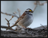 White-throated sparrow