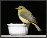 Scarlet tanager (female)