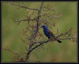 Blue grosbeak