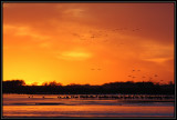 Sunset cranes