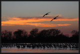 Sunset cranes