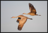 Crane flyby