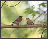 Bluebird fledgling with adult