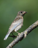 Juvenile bluebird