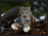 Lynx