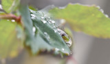 Rain on a rose leaf