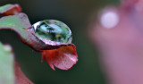 Rose leaf raindrop