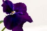 DeepViolet Clear faced Pansy