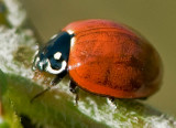 Ladybug, Ladybug