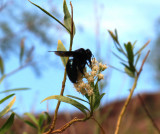 They have big flys in the Grand Canyon