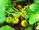 yellow currant tomatoes