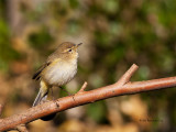 Felosinha --- Chiffchaff --- (Phylloscopus collybita)